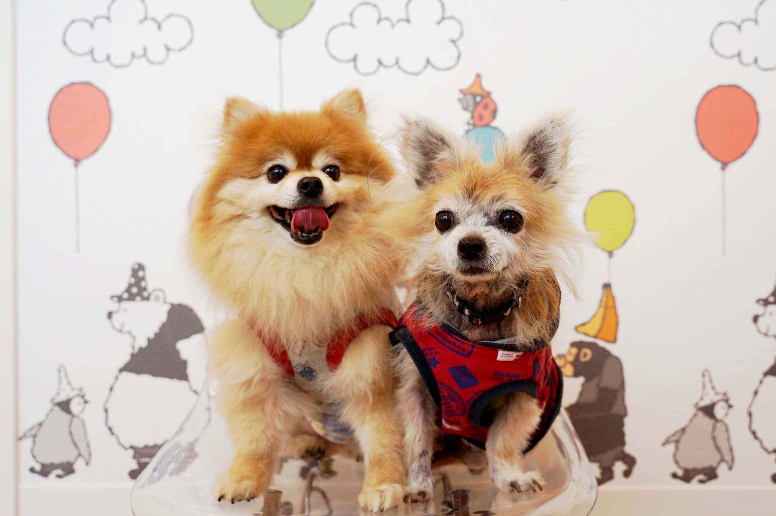 愛犬キラとテト