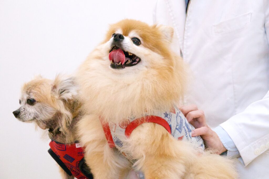愛犬キラ